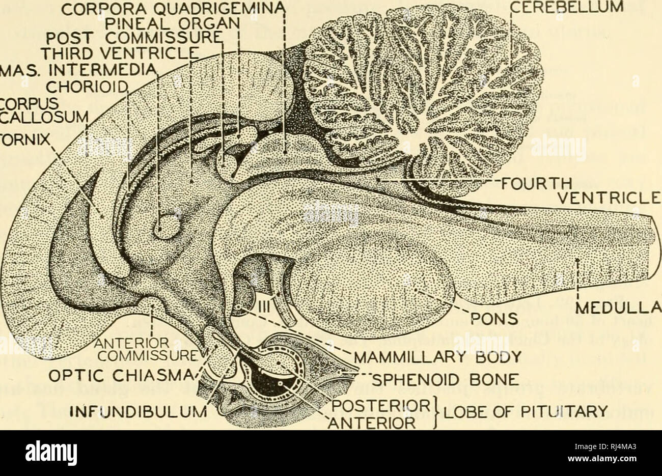 The chordates. Chordata. CORPORA QUADRIGEMINA PINEAL ORGAN POST COMMISSURE  THIRD VENTRICLE^! MAS. INTERMEDIA^f;.:} CHORIOIDx^!, 'I i -: ! CORPUS  CALLOSUM FORNIX tegrative Systems 225. INFUNDIBULUM POSTERIORI &quot;  ^ANTERIOR LOBE OF PITUITARY