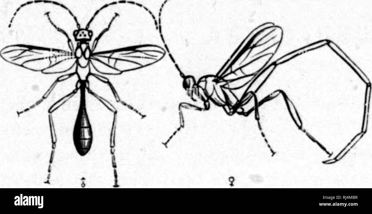 . Synopsis of the families and genera of the Hymenoptera of America, north of Mexico [microform] : together with a catalogue of the described species and bibliography. Hymenoptera; Hyménoptères. PARASITICA—PELECINIDiE. 89. Fig. 13 * Family PELECINIDiE. This remarkable family contains only the genus Pcfecinus repre- sented by a single species {pobjtnrator Drury) which is black, shin- ing ; head transverse, viewed in front (juadrate, the ovate eyes occu- pying the up|)er lateral portion and distant from the base of the nmndibles; face rugose and rather prominent medially ; ocelli small and arran Stock Photo