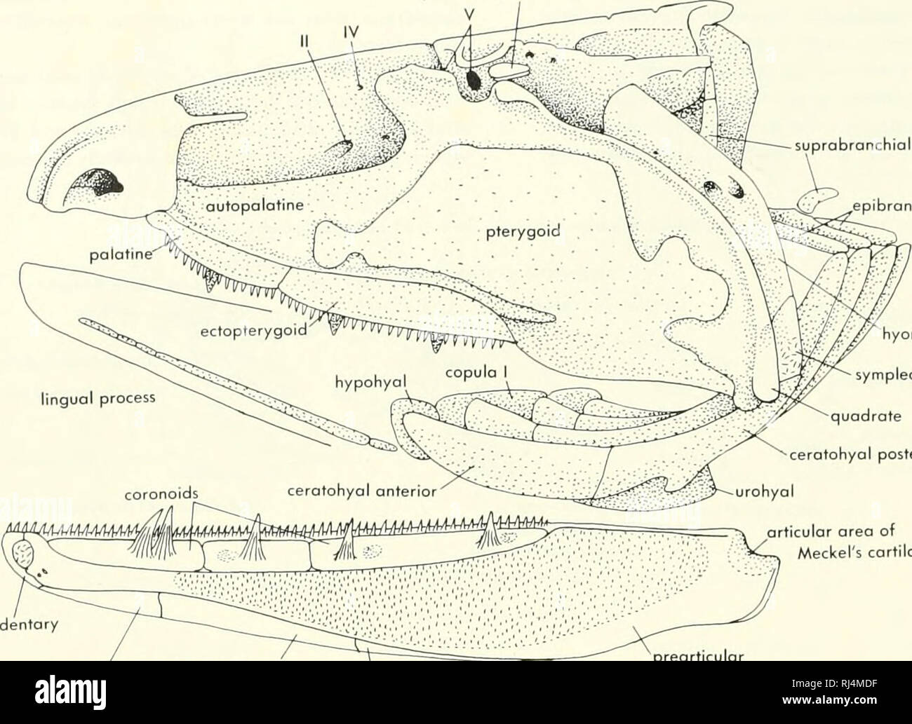 . Chordate morphology. Morphology (Animals); Chordata. spiracular ...