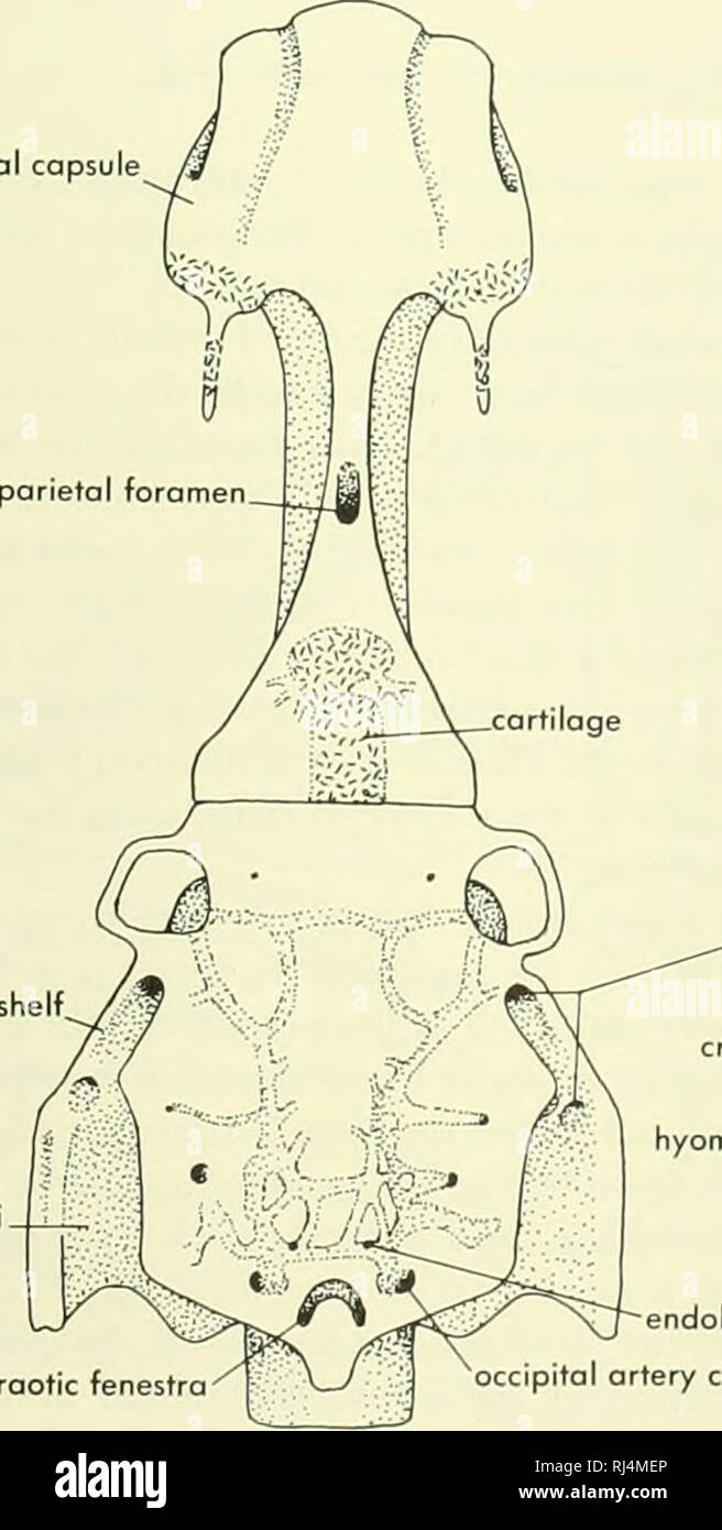 . Chordate morphology. Morphology (Animals); Chordata. suspensorial crest carotid canal pituitary vein foramen bosipterygoid process palatine branch VII fossa Bridget cartilage suprabranchial I articulation occipitospinal nerve X foramina IX lateral commissure canal articulations of pharyngobranchials I, I estibular fontonelle nasal capsule otic shelf. fossa Bridget. supraotic fenestra .otic branches of VII croniol cavity (seen through basicranial fontonelle hyomandibula articulation areas oteral commissure canal vestibular fontonelle. endolymphatic foramen occipital ortery canal B. Please not Stock Photo