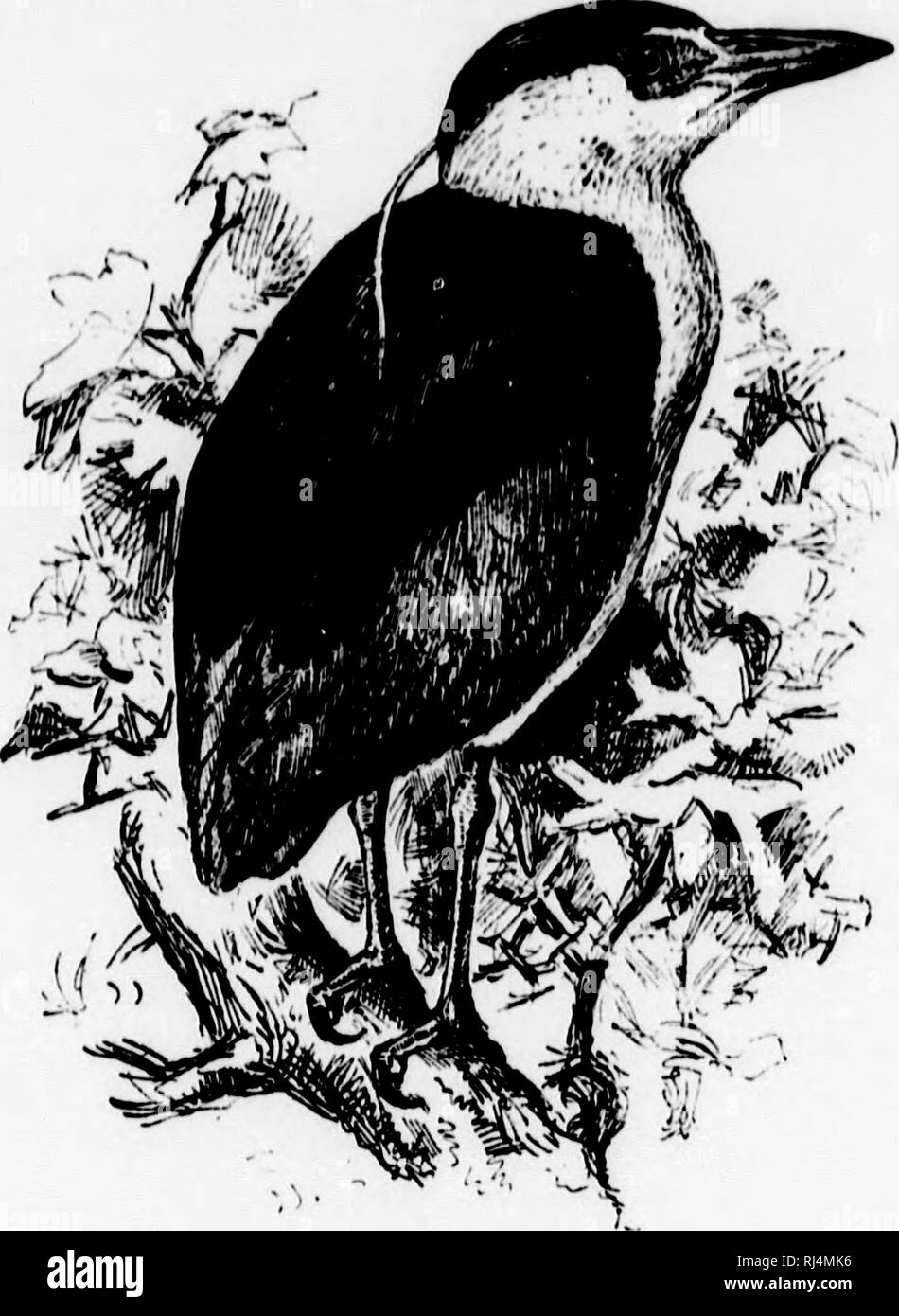 . A popular handbook of the ornithology of the United States and Canada [microform] : based on Nuttall's Manual. Water-birds; Water-birds; Ornithology; Oiseaux aquatiques; Oiseaux aquatiques; Ornithologie. BLACK-CROWNKD NIC.HT HKRON. SQUAWK. QUA lURD. NyCIICOKAX NC riCORAX N.KVIUS. Char. Top of heid and back greenish black ; foiehcad, sides of head, and throat white ; wings and sides of neck bluish gray ; no pinnies except- ing two long narrow wliite feathers at back of head; lower parts white tinged with pale creamy yellow. Young: above, grayish brown ; beneath, dull white, streaked with bro Stock Photo