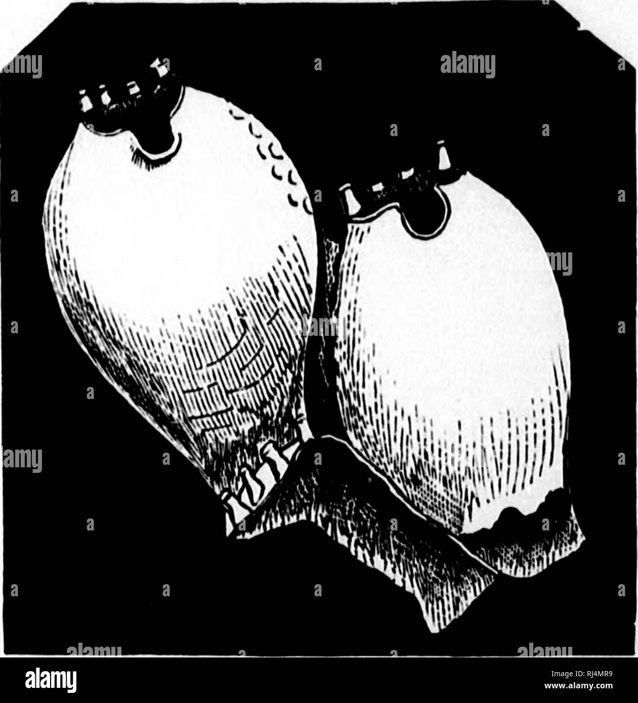 Pleistocene period fossils hi-res stock photography and images - Alamy