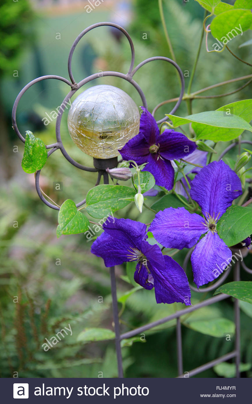 Gartendeko Eisenstab Mit Glaskugel Und Blauer Clematis Stock