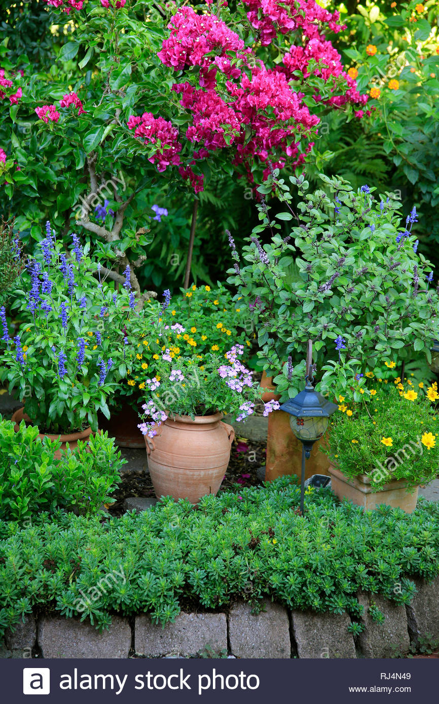 Blühpflanzen Stock Photos & Blühpflanzen Stock Images Alamy