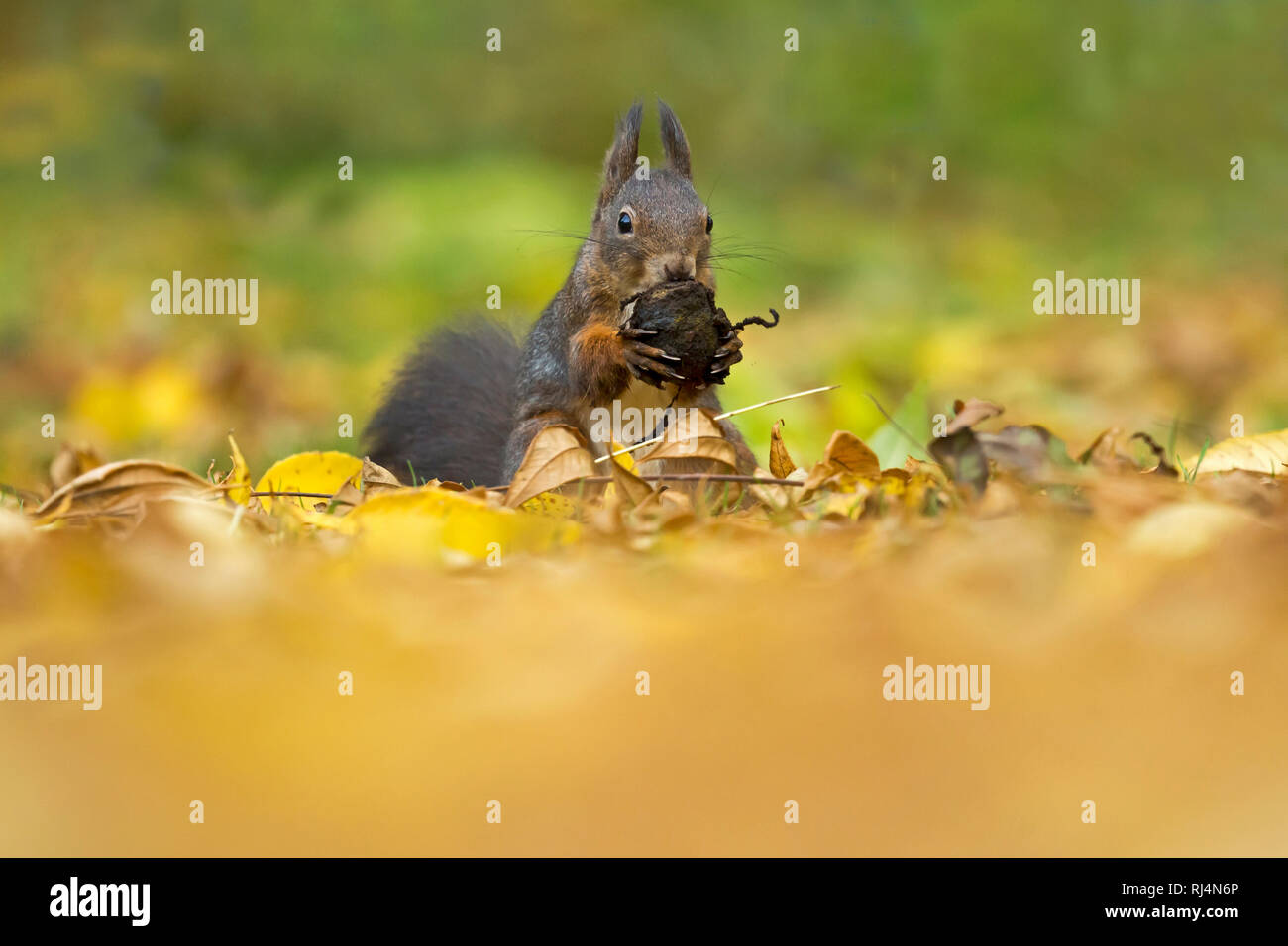 Eichhörnchen, Sciurus vulgaris, wildlife, Deutschland Stock Photo