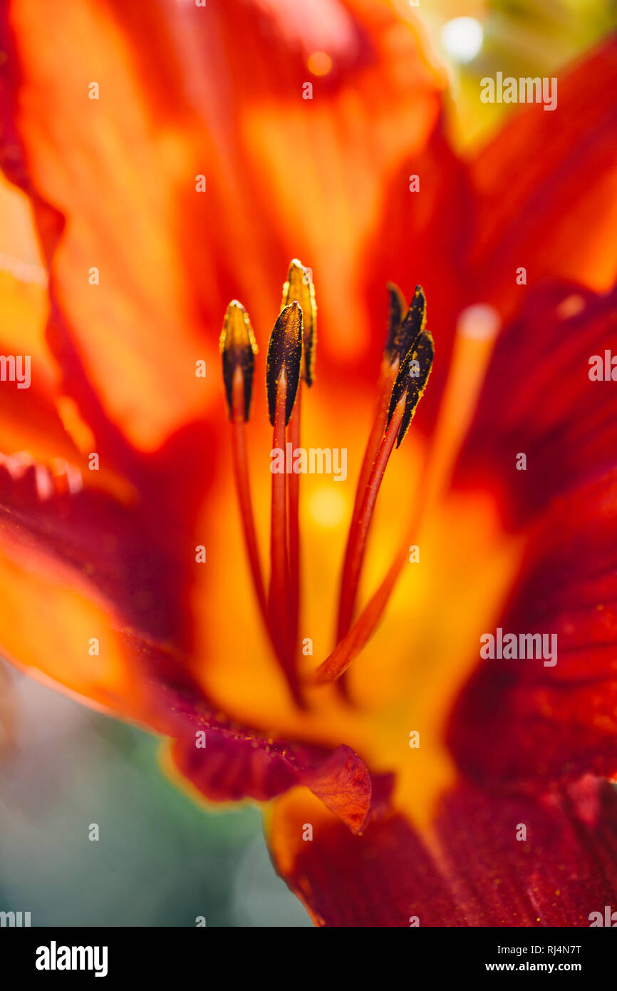 Lilie, Blüte, rot, Nahaufnahme Stock Photo