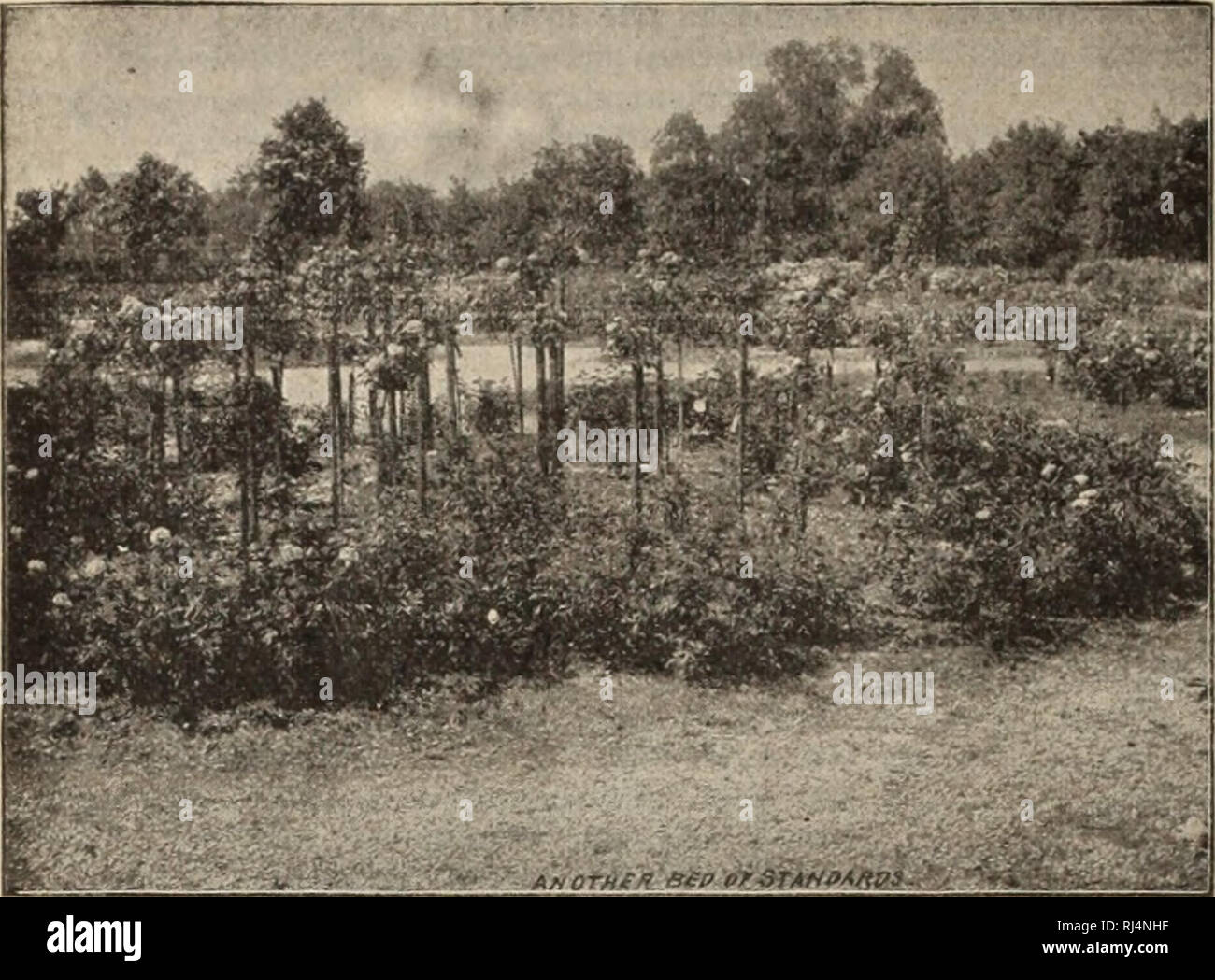 . Choice hardy trees and plants / F.W. Kelsey Nursery Company.. Nursery Catalogue. 48 Fred'k W. Kklsey, 150 Broadway, Nt:w York. CHOICE ROSES.. • iiTliTliftTiiMitfii 1A ,DARD Roses. For a number of years Roses have been one of my leading specialties. Of the hundreds of varieties, those noted below are selected to include the very best. There is no object or satisfaction in growing poor Roses of any kind, and the present low prices for really fine plants of the choicest vari- eties brings them within the reach of all. The Hybrid Perpetuai. Roses and Rosa Rugosa are as a rule the most satis- fac Stock Photo