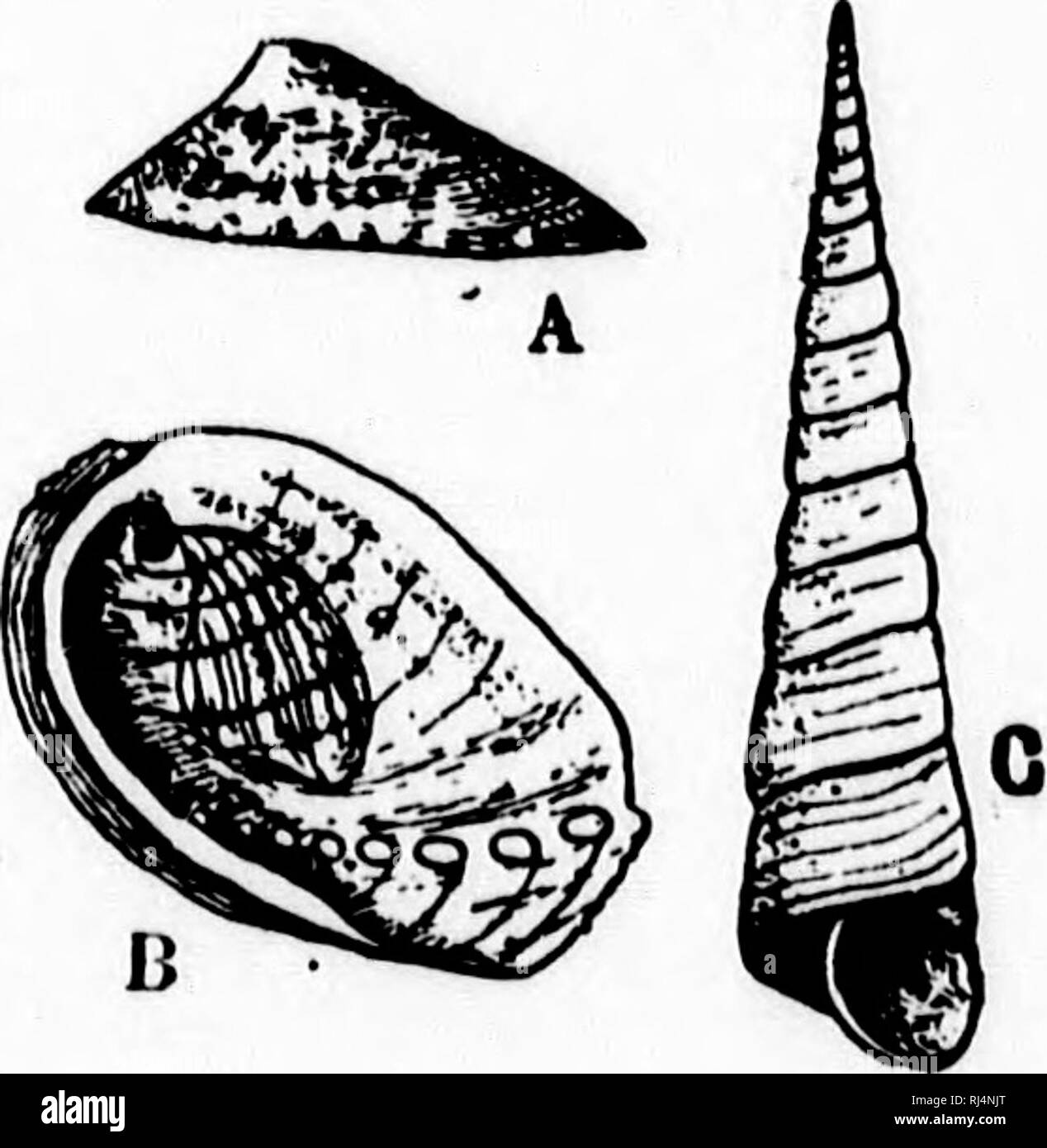 . A textbook of invertebrate morphology [microform]. Invertebrates ...
