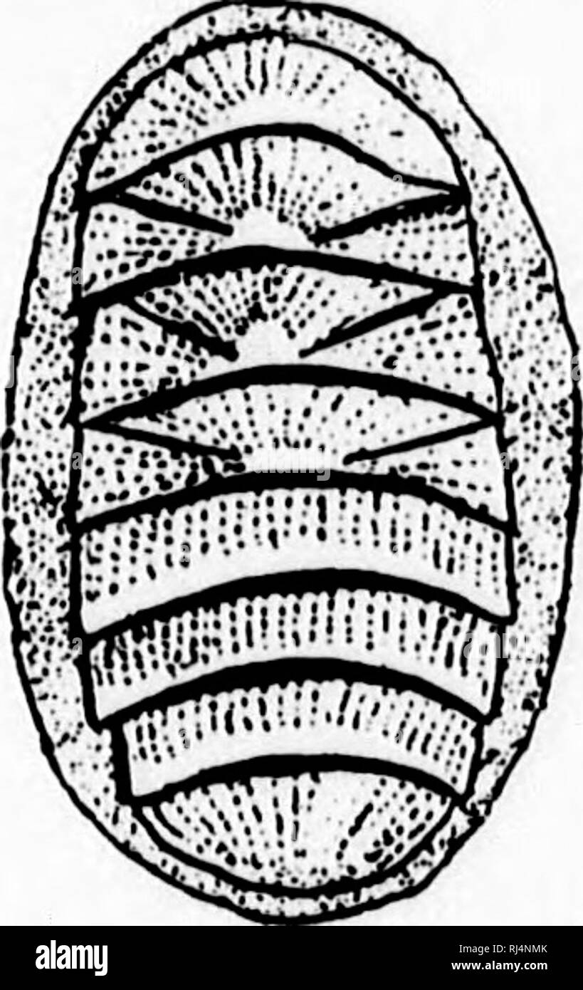 . A textbook of invertebrate morphology [microform]. Invertebrates; Morphology (Animals); InvertÃ©brÃ©s; Morphologie (Animaux). TYPE M0LLU8CA. 289 â 1. Fig. 129.âChoBto- pleura apiculata. and situated, as in the Solenogastres, at the bottom of a median ventral furrow, the lips of which correspond to the more dorsally situated mantle-folds of such forms as Chiton^ Trachydermon (Fig. 129), etc. In all cases, in the groove be- tween the mantle-folds and the foot a number of gills, pinnate processes of the body-wall, are to be found, in some cases occurring at definite intervals along the entire s Stock Photo