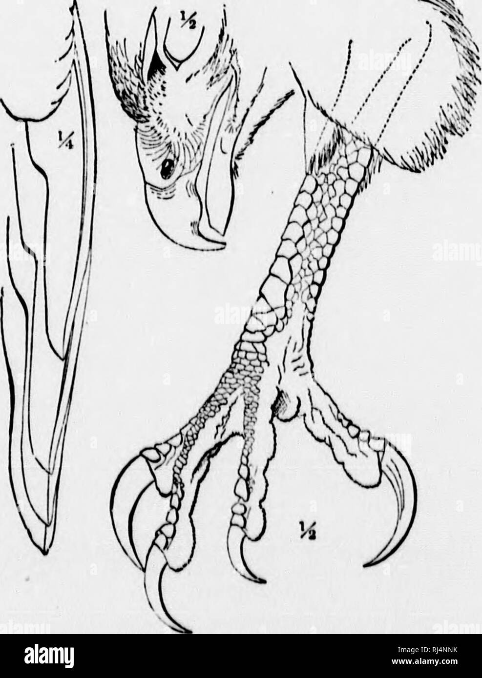 . A manual of North American birds [microform]. Birds; Ornithology; Oiseaux; Ornithologie. 2. Accipiter cooperi, 9 • 1%. 4. Parabuteo hnrriHJ.. Please note that these images are extracted from scanned page images that may have been digitally enhanced for readability - coloration and appearance of these illustrations may not perfectly resemble the original work.. Ridgway, Robert, 1850-1929. Philadelphia : J. B. Lippincott Stock Photo