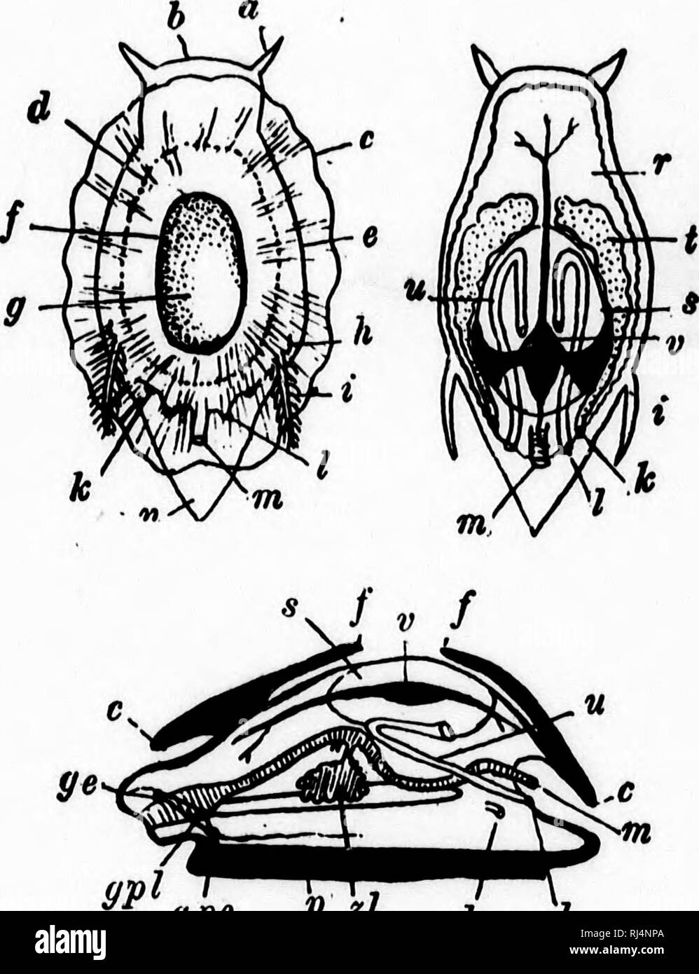 . A textbook of invertebrate morphology [microform]. Invertebrates; Morphology (Animals); Invertébrés; Morphologie (Animaux). TYPE MOLLUSC A. 277 of the body there is a special thickening of the muscle-tissue to form a &quot; foot&quot; (Fig. 122, p which assumes a great variety of forms, and special muscles are developed for its protrac-. Fig. 122.—Diagrams showing the Arrangement of the Organs in an Ideal Mollusk (after lankestek). a = tentacle. i = ctenidium. b = head. c = niargiu of mantle d = margin of shell. e = edge of body. / = edge of shell depression. g = shell. gc = cei-ebral gangl Stock Photo