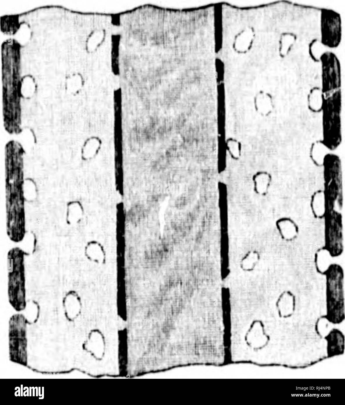 . Second contribution to the studies on the Cambrian faunas of North America [microform]. Paleontology; Arthropoda, Fossil; Arthropoda, Fossil; Paléontologie; Arthropodes fossiles; Arthropodes fossiles. . Please note that these images are extracted from scanned page images that may have been digitally enhanced for readability - coloration and appearance of these illustrations may not perfectly resemble the original work.. Walcott, Charles D. (Charles Doolittle), 1850-1927; United States. Geological Survey. Washington : G. P. O. Stock Photo