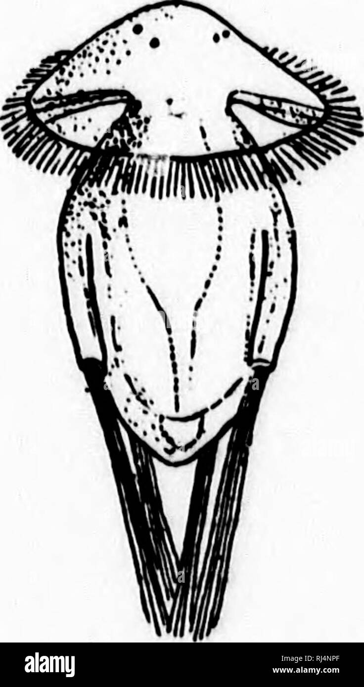 . A textbook of invertebrate morphology [microform]. Invertebrates ...