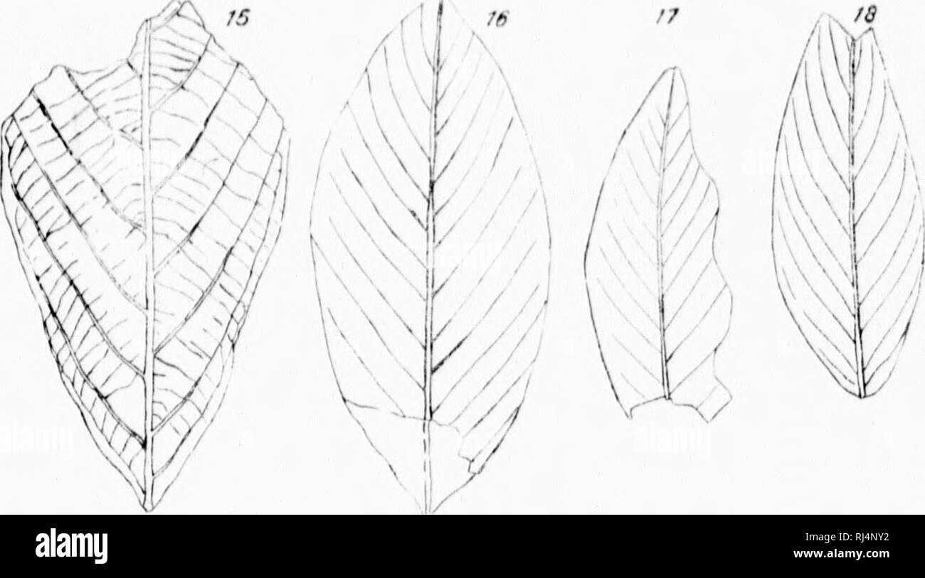 . On new species of Cretaceous plants from Vancouver Island [microform]. Paleobotany; Paleobotany; Paléobotanique; Paléobotanique. rri'KR ( kr i,iK(trs im.ants. v.wcni  i k isiand. 'Imii^. k.S, C. iM,i. .•Sertinii l .I'l.ih ll. Please note that these images are extracted from scanned page images that may have been digitally enhanced for readability - coloration and appearance of these illustrations may not perfectly resemble the original work.. Dawson, J. W. (John William), Sir, 1820-1899; Royal Society of Canada. [Ottawa? : s. n. Stock Photo