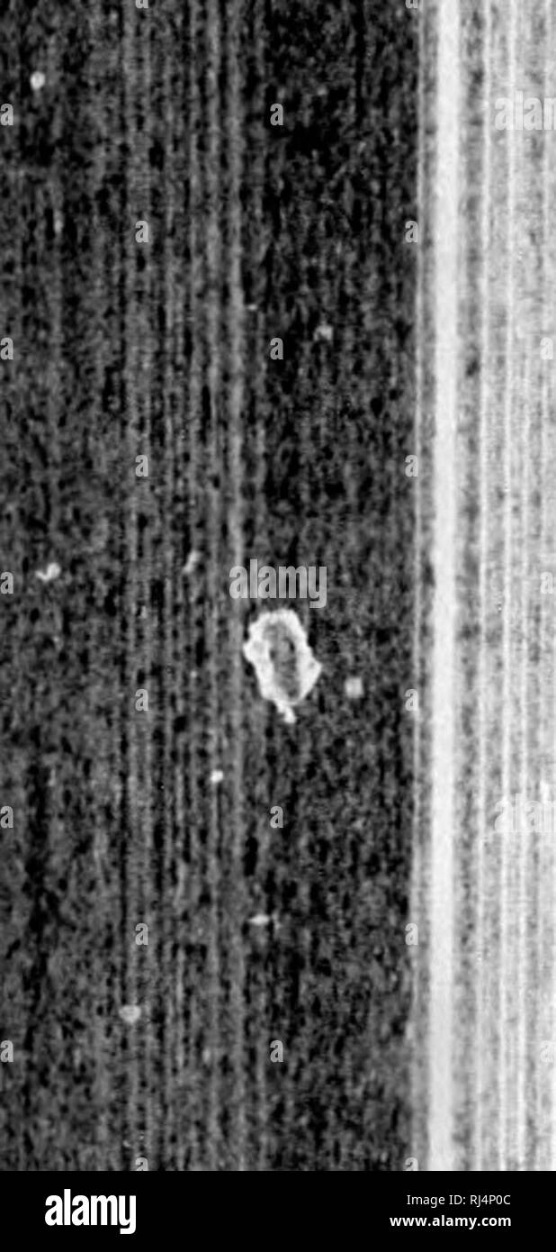 Strabops . Second contribution to the studies on the Cambrian faunas of North ...