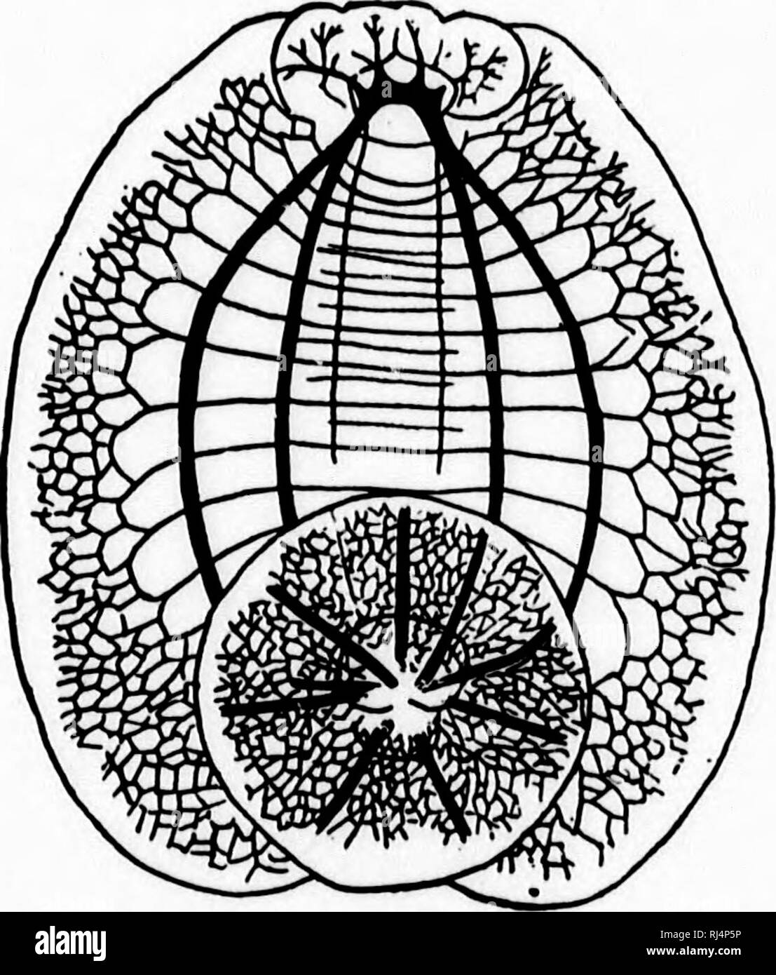 . A textbook of invertebrate morphology [microform]. Invertebrates ...