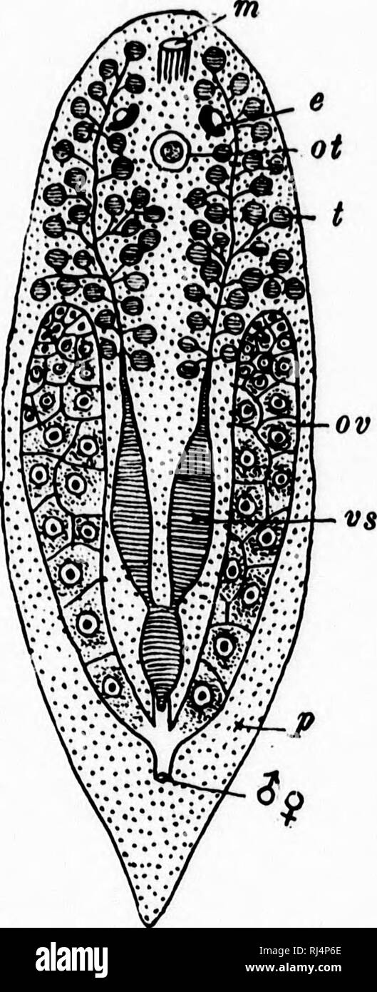 . A textbook of invertebrate morphology [microform]. Invertebrates; Morphology (Animals); Invertébrés; Morphologie (Animaux). TYPE PL A TYIIELMINTIIES. 133 anterior margin of the body, which is supposed to be tactile in function. No excretory apparatus has as jet been described for the Acoela, but a reproductive system with some interesting peculiarities occurs. The male apparatus consists of numerous spherical testes (/) whose ducts unite to two vasa deferentia, dilating below to form the seminal vesicles {vs) and uniting in the mus- cular intromittent organ. The female organ is, however, rel Stock Photo