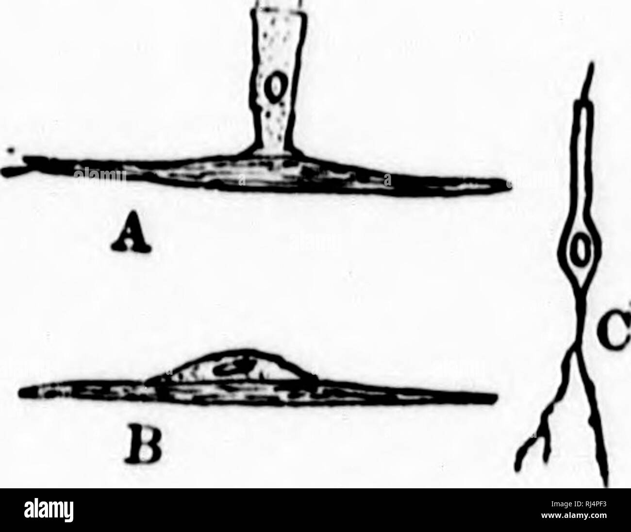 . A textbook of invertebrate morphology [microform]. Invertebrates ...