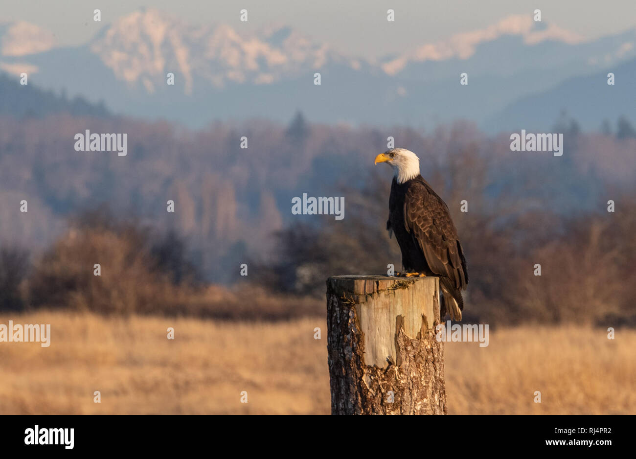 Bald Eagle Mountain Landscape Stock Photo Alamy
