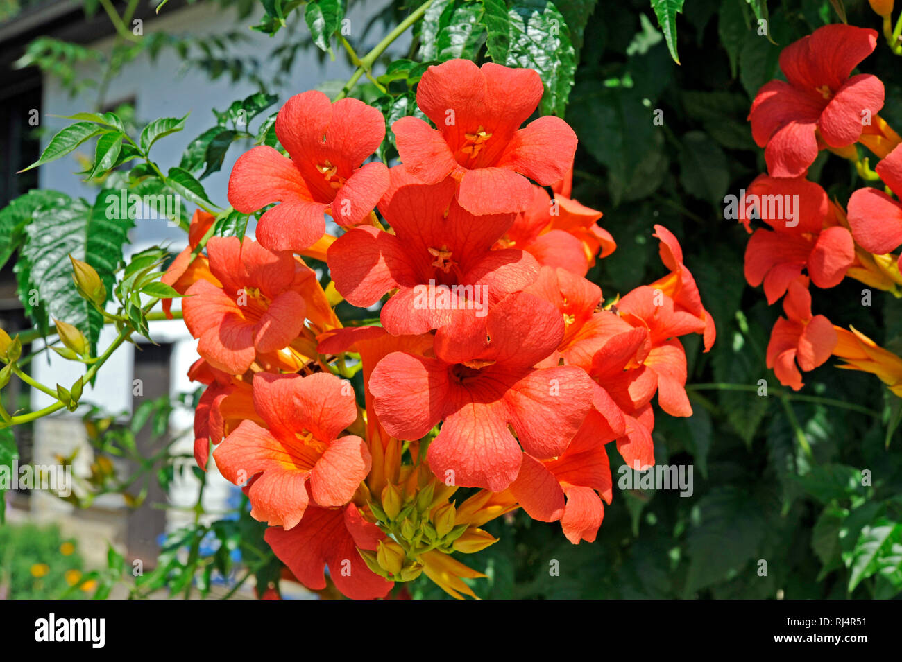Bl?hende Trompetenblume, attraktive Kletterpflanze, Stock Photo