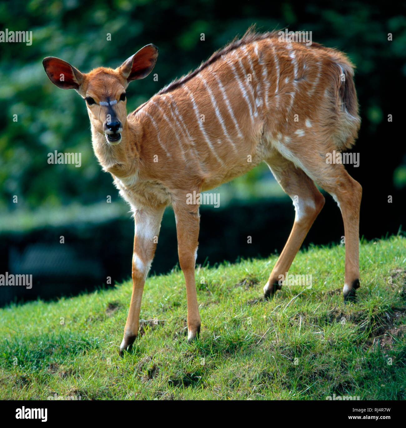 Junge weibliche Nyala-Antilope auf einer Wiese, Stock Photo