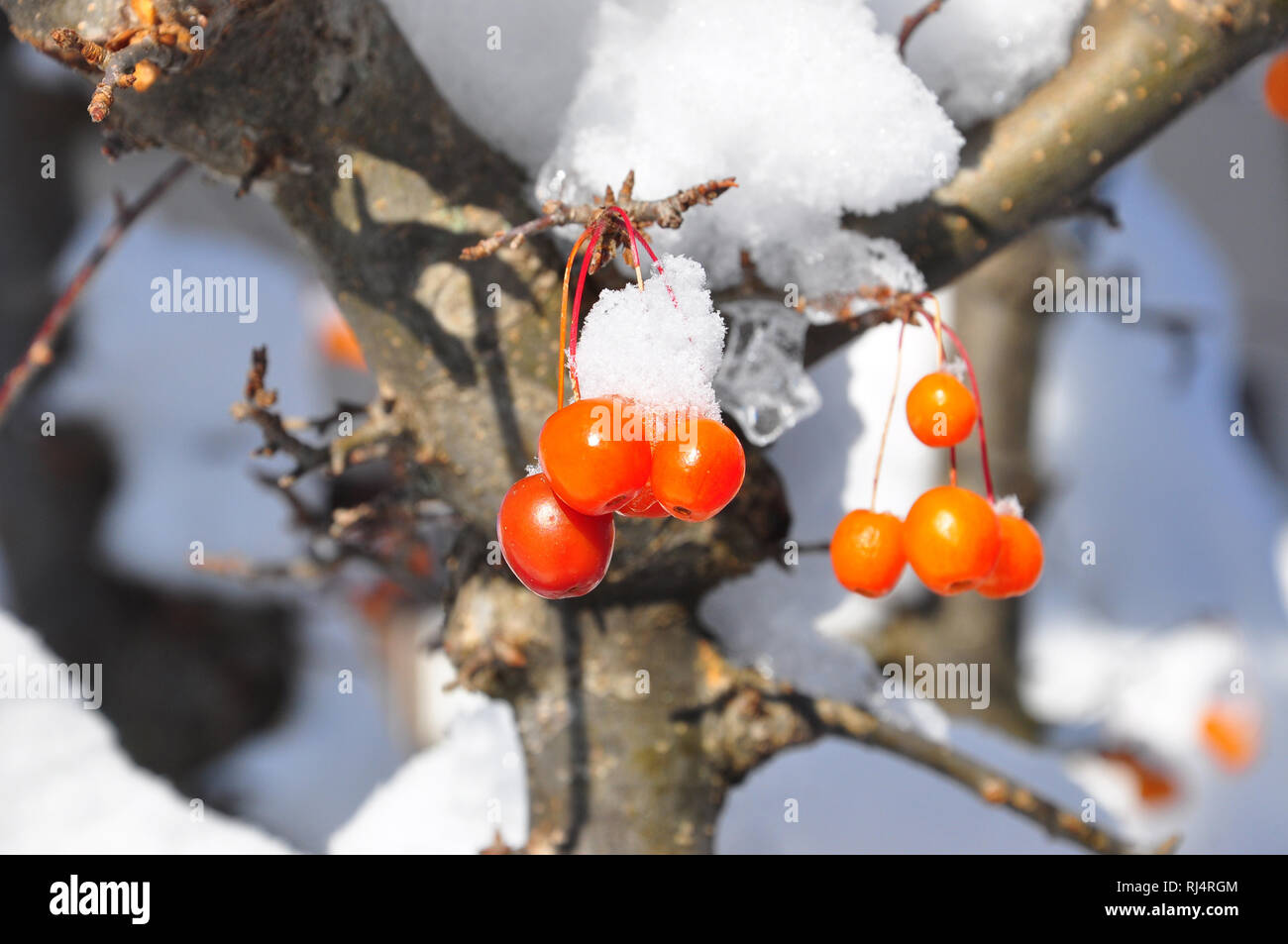 Botanik, Zierapfel, Schnee, Frost Stock Photo