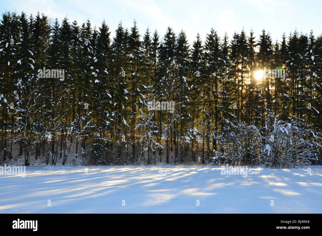 Winter, Winterwald, Gegenlicht Stock Photo