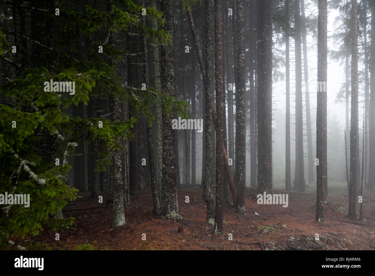 Bergwald im Nebel Stock Photo