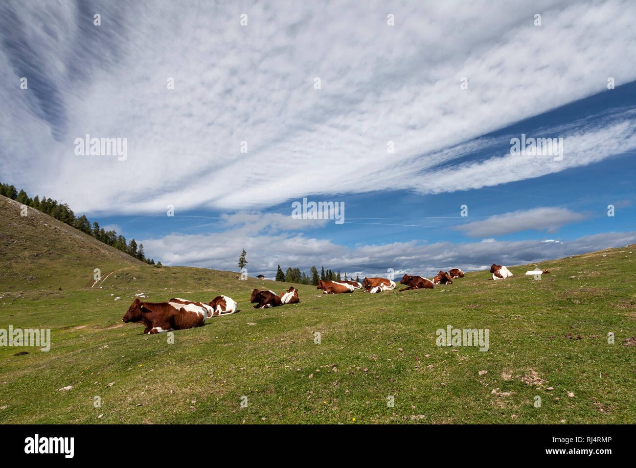 Rinder am Dobratsch, K?rnten, ?sterreich Stock Photo