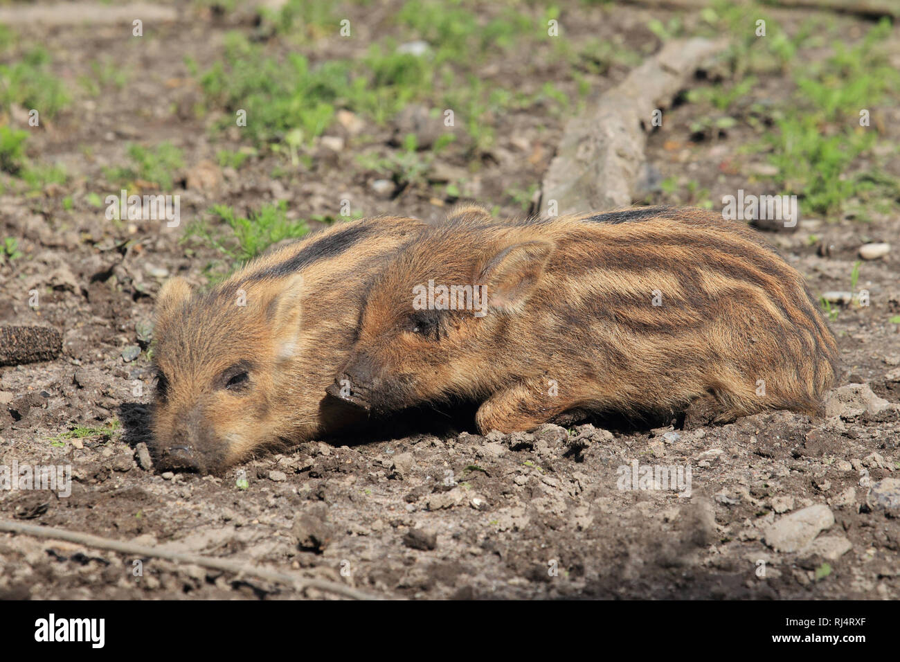 Zwei junge Wildschweine, Sus scrofa Stock Photo
