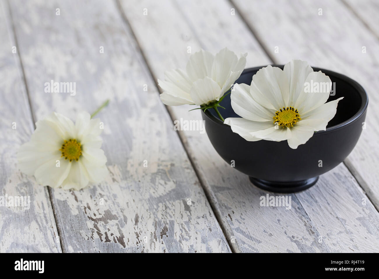 Cosmea, Bl?ten, wei?, Schale, schwarz, Holz Stock Photo