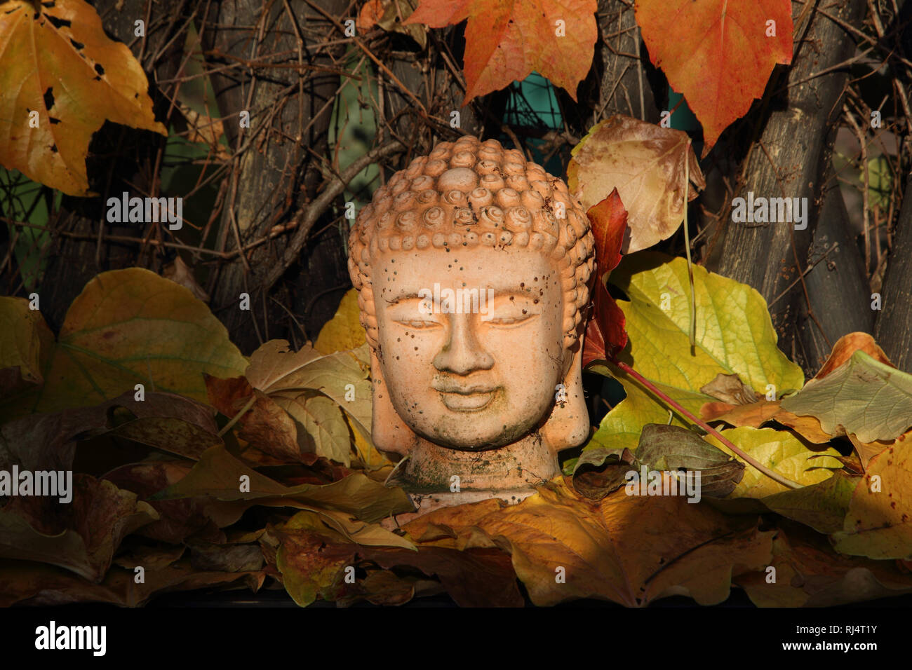 Buddhafigur zwischen Wilden Wein Stock Photo
