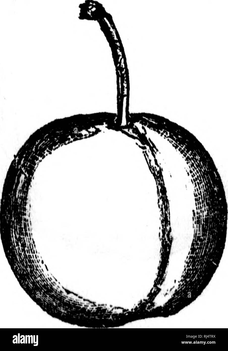 Arbre Avec Des Fruits Black And White Stock Photos Images Alamy