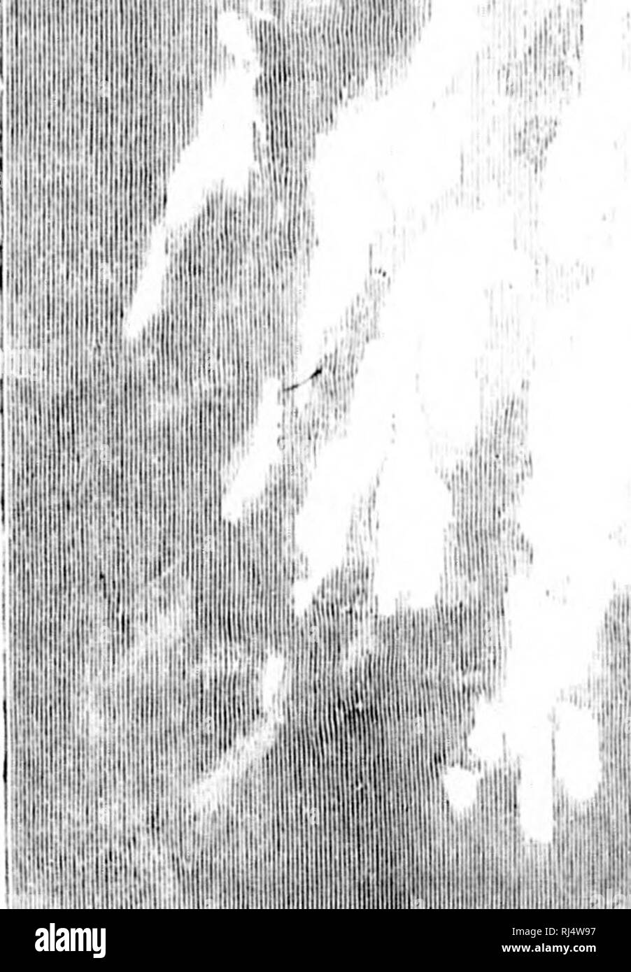 Siia High Resolution Stock Photography And Images Alamy