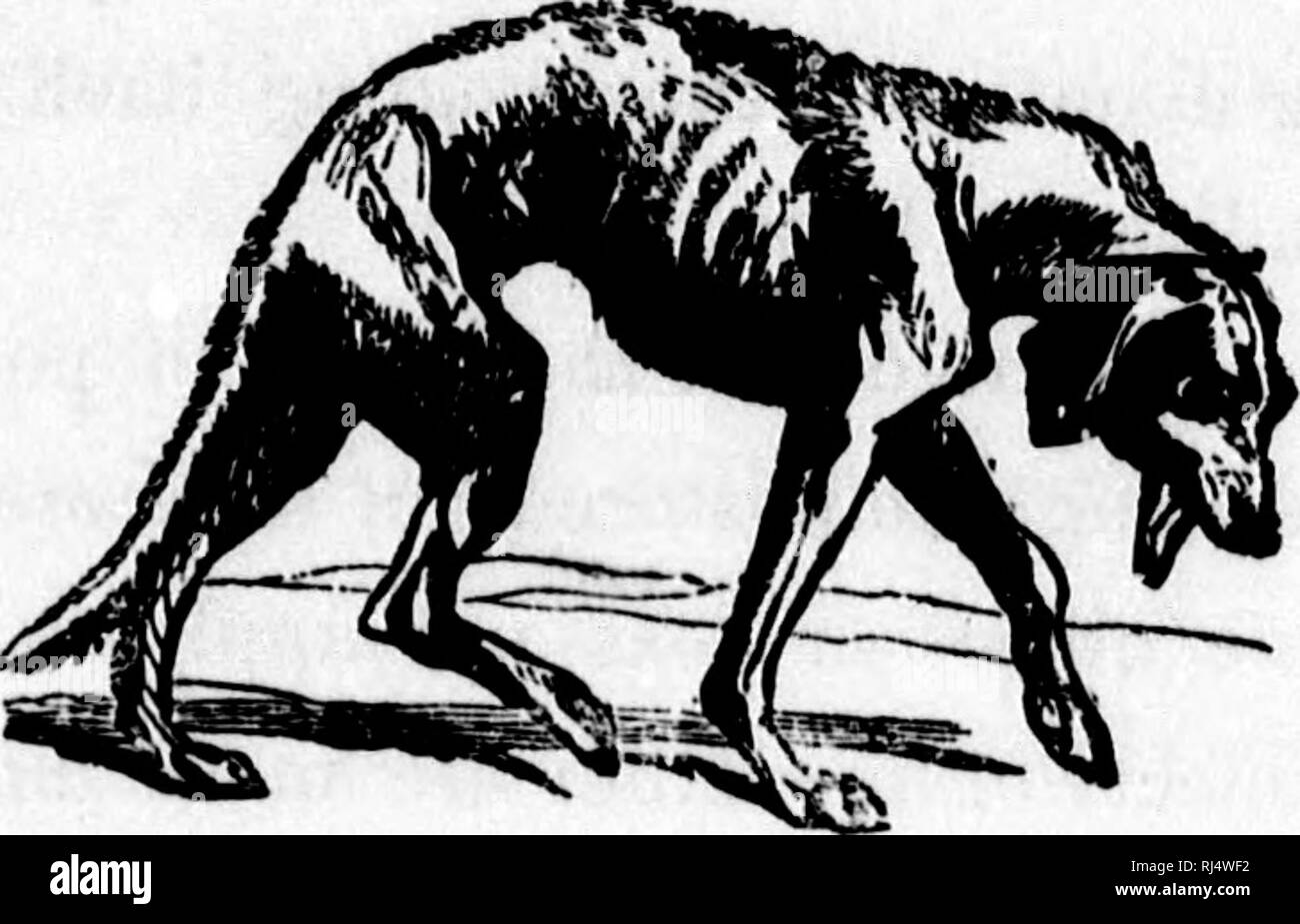 . The Dog [microform] / by Dinks, Mayhew, and Hutchinson ; compiled, abridged, edited and illustrated by Frank Forester [i.e. Henry William Herbert]. Dogs; Dogs; Chiens; Chiens. 800 dogs: their maxaoemekt. waistcoat, rub his little body against my head and face, lick the hand lifted up to return his caresses, and then scamper off, and perhaps not come near me again the whole of that afternoon. What was this but an affec- tionate impulse seeking a nervous development ? The way to manage an animal of this description is, to respect his evident excitability. The instant a dog appears to. A BABIS  Stock Photo