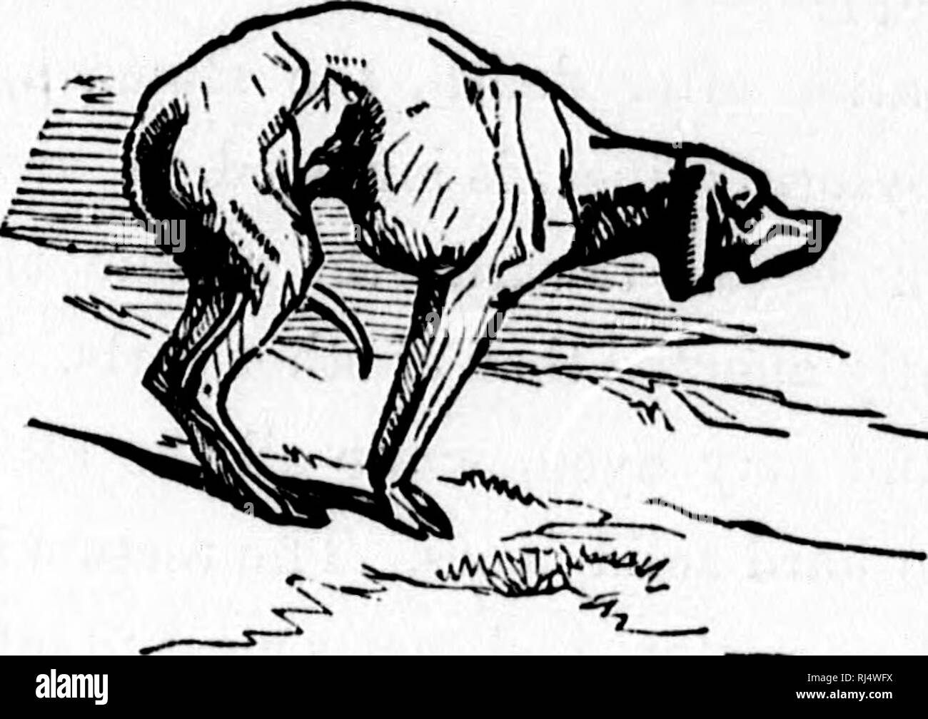 . The Dog [microform] / by Dinks, Mayhew, and Hutchinson ; compiled, abridged, edited and illustrated by Frank Forester [i.e. Henry William Herbert]. Dogs; Dogs; Chiens; Chiens. DOOS : THBIR MANAGEMENT. 263. BUPEBPCBaATIOir. Acute diarrhoea may terminate in twenty-four hours; the chronic may contnue as many days. The first sometimes closes with hemorrhage, blood in large quan- tities being ejected, either from the mouth or from the anus ; but more generally death ensues from apparent exhaustion, which is announced by coldness of the belly and mouth, attended with a peculiar faint and sickly fe Stock Photo