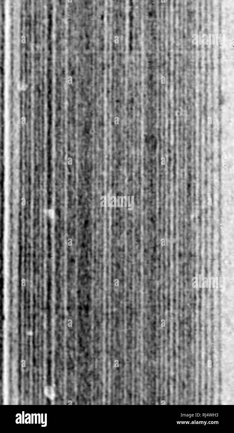 Donna S Black And White Stock Photos Images Alamy