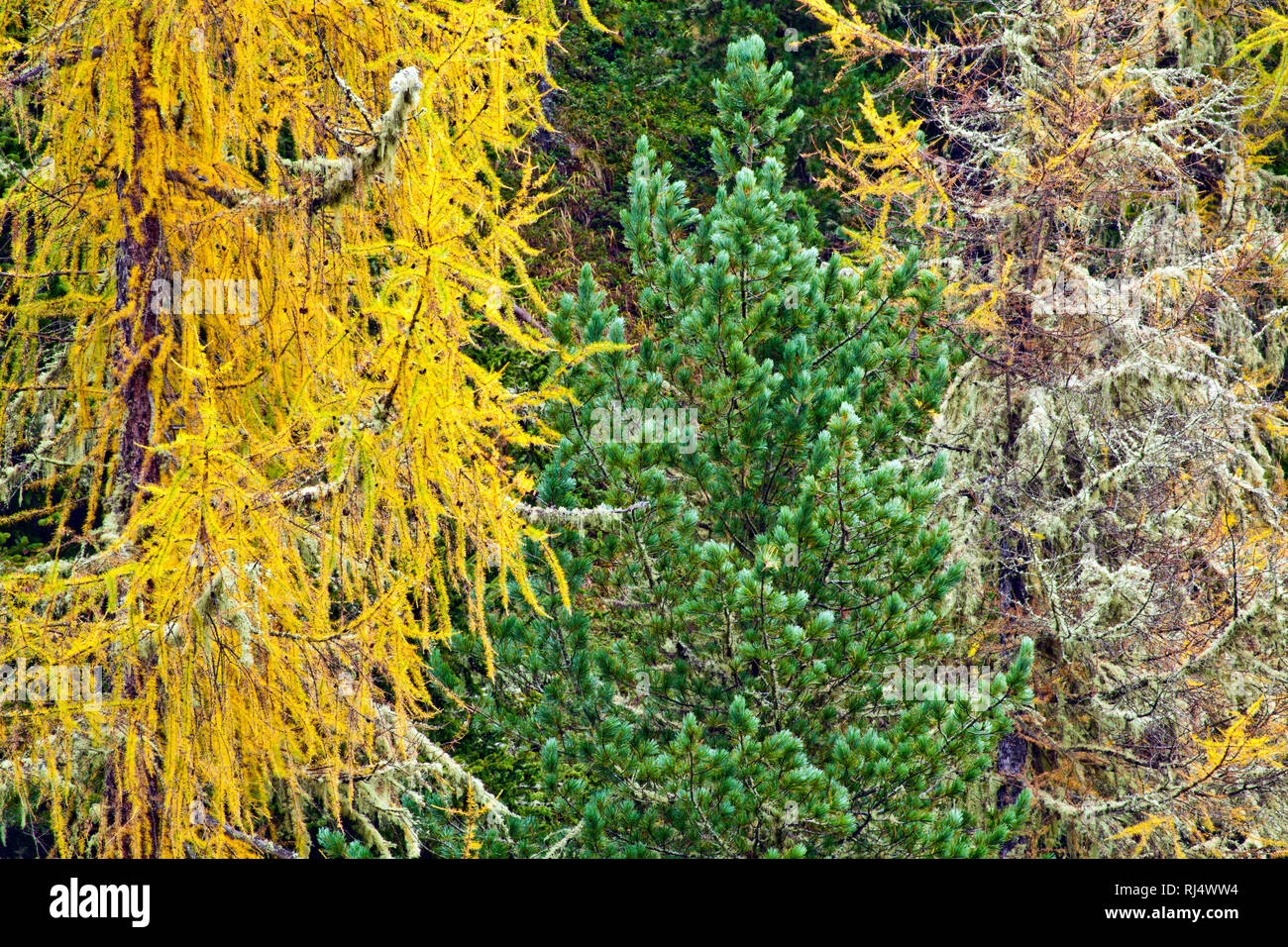 herbstlicher Nadelwald Stock Photo