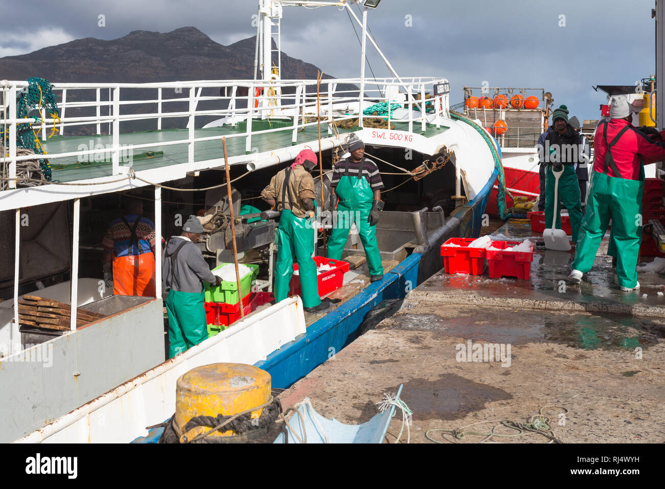 fresh fish being offloaded or landed from a fishing trawler onto a refrigerated truck dockside at Hout Bay harbour, Cape Town, South Africa Stock Photo