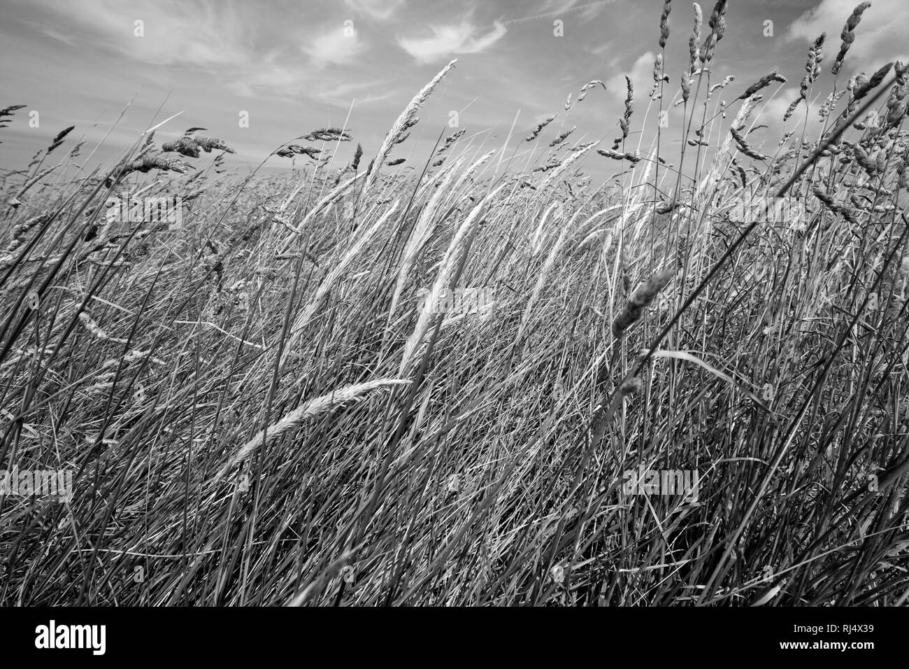 Gr?ser im Wind Stock Photo