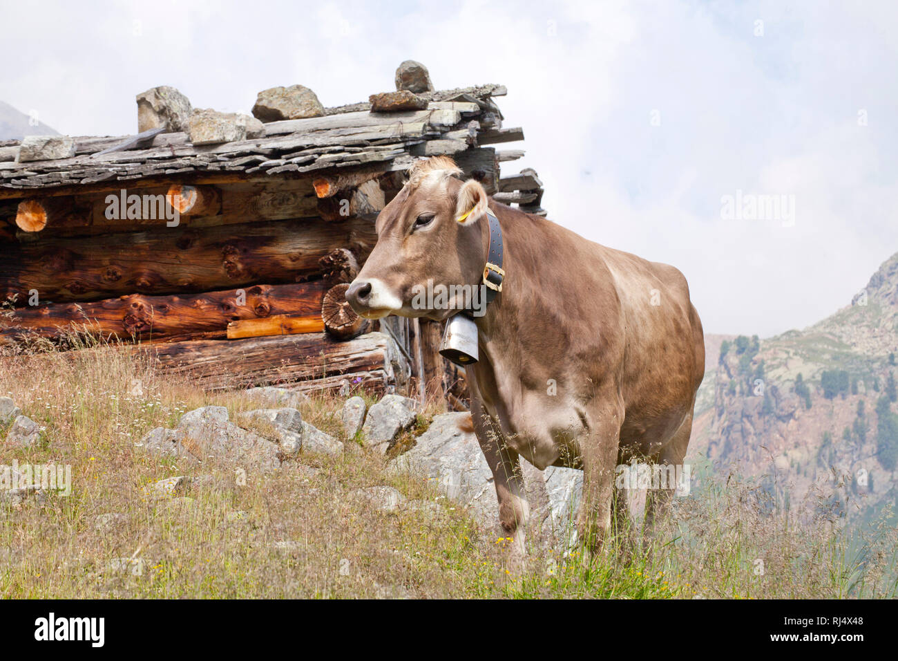 Kuh vor Almh?tte im Ultental Stock Photo