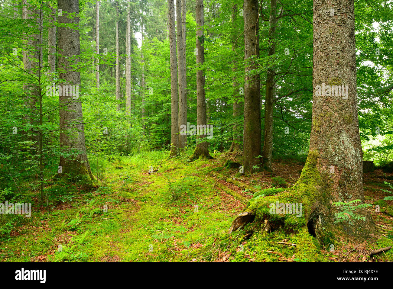 Naturnaher Fichtenwald, Ammergauer Alpen, Saulgrub, Bayern, Deutschland Stock Photo