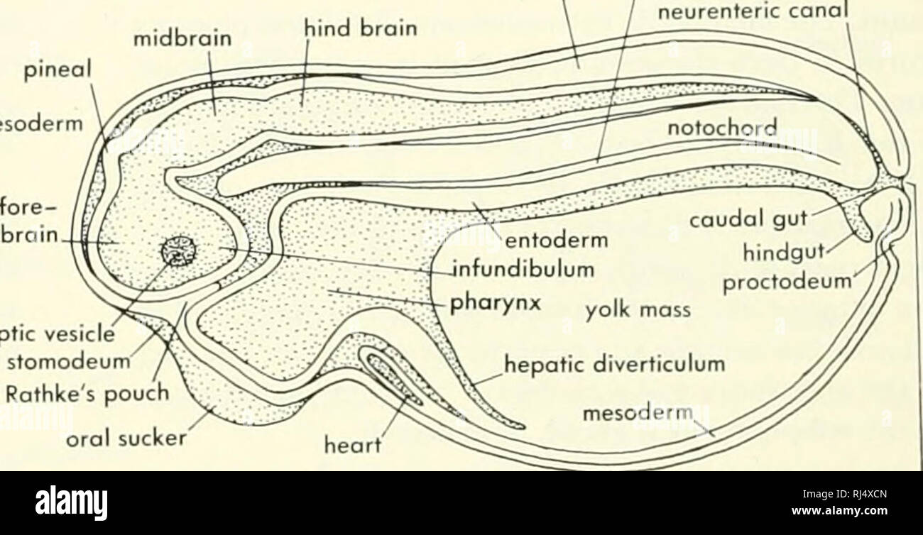 frog neural tube