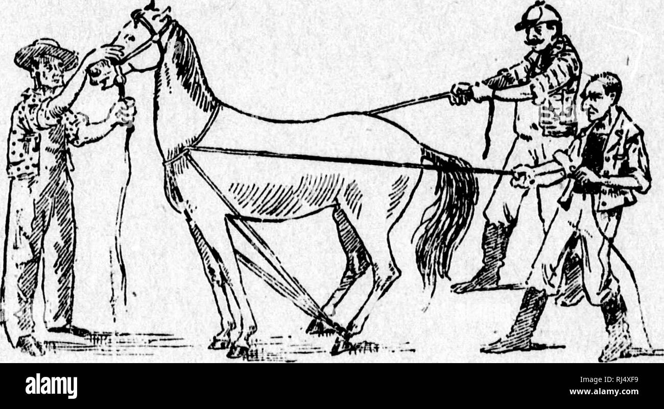 Horse testicles not dog not toy Black and White Stock Photos & Images