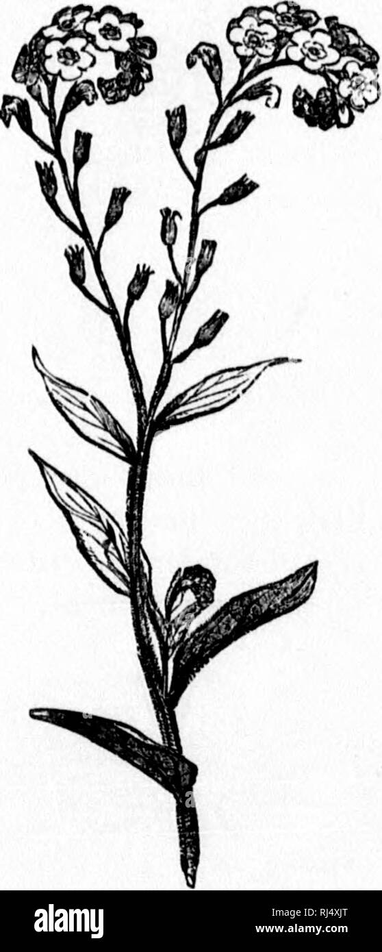 . A manual of the medical botany of North America [microform]. Botany, Medical; Botany; Botanique médicale; Botanique. Fin. 50.—A cyme. Fio. 51.—A Boorpokl cyme or raceme. In other cases still the cyme assumes a spicate or umbellate form. Both the fascicle and glomerule are of a cymose character. In the former the axes are somewhat lengthened and are regularly distributed ; in the latter they are almost suppressed and very irregular. In determinate inflorescence the central flower always expands first, and tlie outer or lower flowers follow in regular succession, so that there is a movement fr Stock Photo