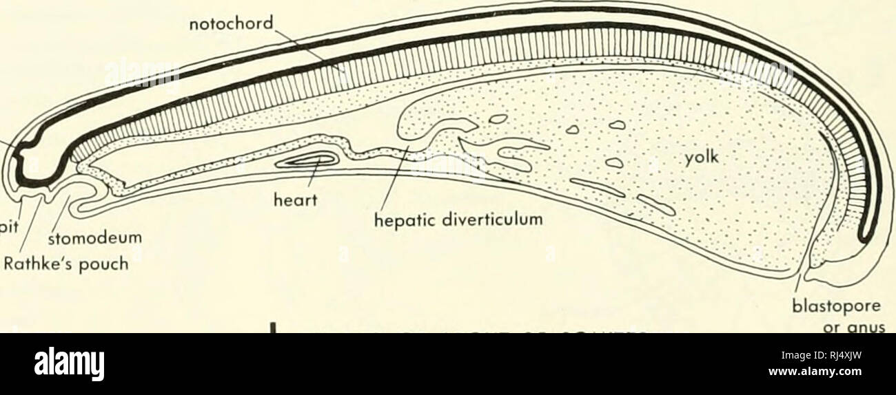 . Chordate morphology. Morphology (Animals); Chordata. pineal nasal pit neural cavity I EMBRYO OF 10 SOMITES. Rathke's pouch J EMBRYO OF ABOUT 35 SOMITES Figure 7-6. Stages of the lamprey {Lampetra). A, upper end of egg shov/ing micropyle for entrance of sperm and perivitelline space which forms after fertilization; B, 8-cell stage; C, section of early cleavage stage; D, section of early blastula; E, sagittal section of early gastrula, anterior end to left; F, sagittal section of early neurulo; G, cross section of early neurulo; H, sagittal section of embryo with three somites; I, sagittal sec Stock Photo