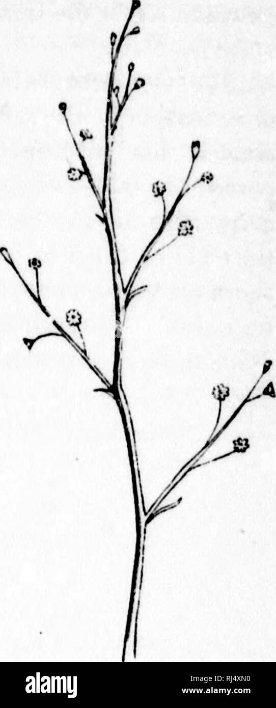 . The elements of structural botany [microform] : with special reference to the study of Canadian plants, to which is added a selection of examination papers. Plant anatomy; Botany; Plantes; Botanique. Fig. 135. l-i^ j:{6. level, the cluster is a corumh [F'i^. 18r&gt;). If the flowers in a head were elevated ou separate pedicels of the same leugth, radiating like the ribs of an umbrella, we should have an umbel, of whicli tlie flowers of Geranium and Parsnip (Fig. 49) are examples. A raceme will be comiumml (Fig. 180) if, instead of a solitary flower, there is a raccnw in mrh cu-il, and a simi Stock Photo