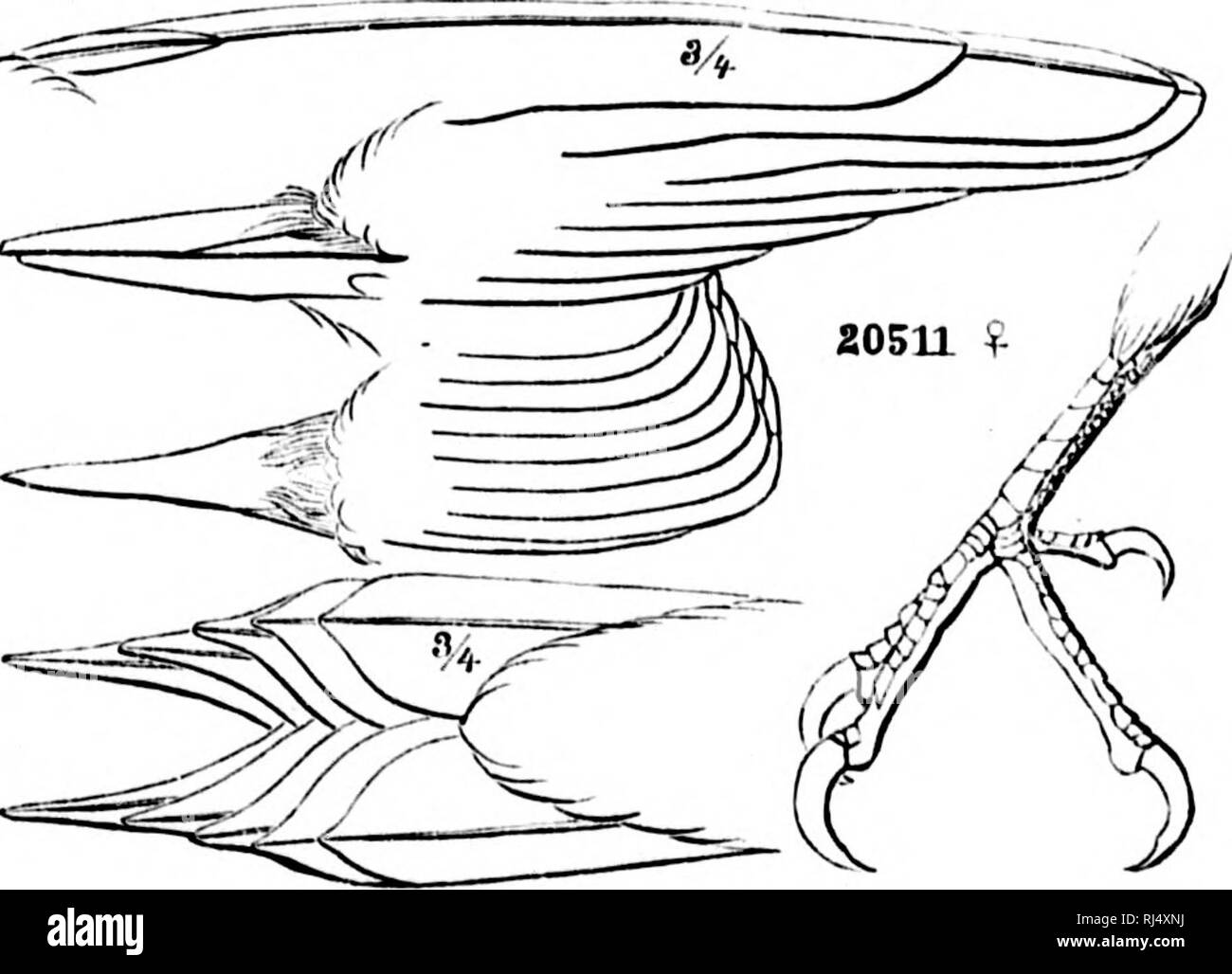 A History Of North American Birds Microform Land Birds Birds Ornithology Oiseaux Ornithologie Prcid E Tiik Woodpeckkks Gt Gt Tliat It Is Tlie Most Coinnion W X L T Ckev Luirth Ol Ireat Slave Lake