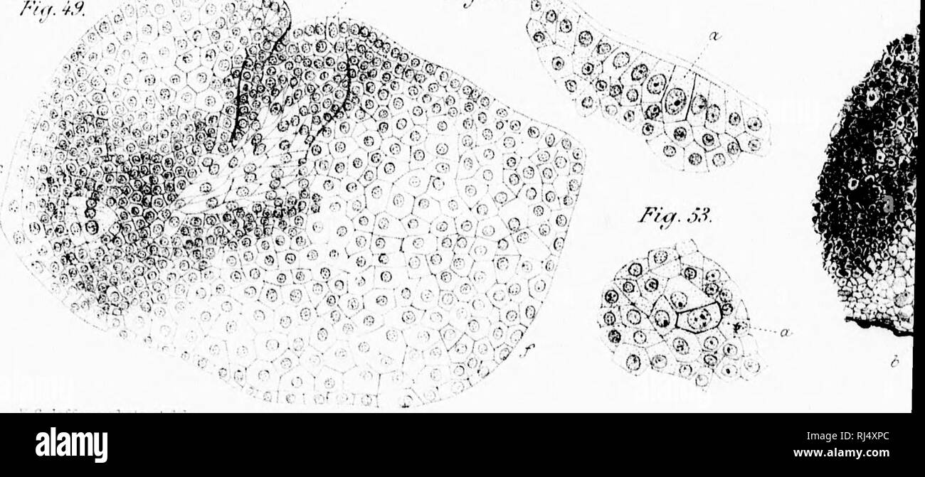 . The gametophyte of Botrychium virginianum [microform]. Plants; Plant embryology; Plantes; Plantes. 'mm! /'}'/..'&gt;.&quot; /'»/. .e r:; a;. .io;t!-ey Vi'.'''^. Please note that these images are extracted from scanned page images that may have been digitally enhanced for readability - coloration and appearance of these illustrations may not perfectly resemble the original work.. Jeffrey, Edward Charles, b. 1866; Canadian Institute. [Toronto? : s. n. Stock Photo