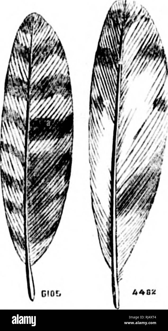 A History Of North American Birds Microform Land Birds